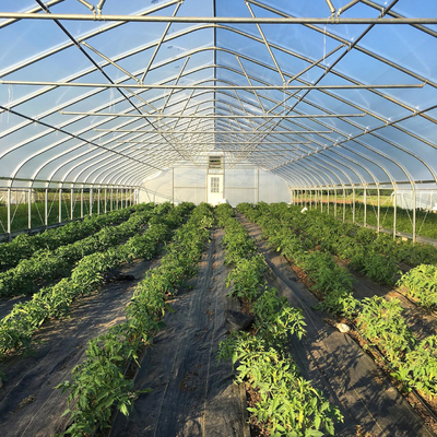 高いトンネルのトマトのための農業のポリエチレン フィルムの温室