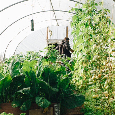 ポリエチレン フィルムの単一のスパンのトンネルのプラスチック温室を耕作する育つ農業の植物