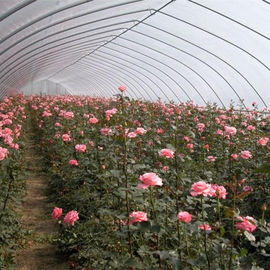 花のトンネルのプラスチック温室の野菜栽培の単一のスパンの温室