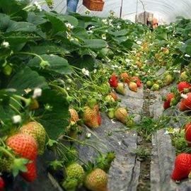 組立て式に作られたトマトはプラスチック温室/フィルムの多スパンの温室にトンネルを掘る