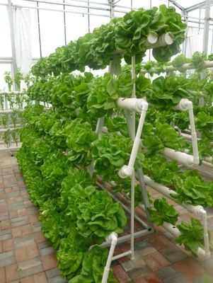 農業の温室のためのタイプ タワーの水耕栽培システム