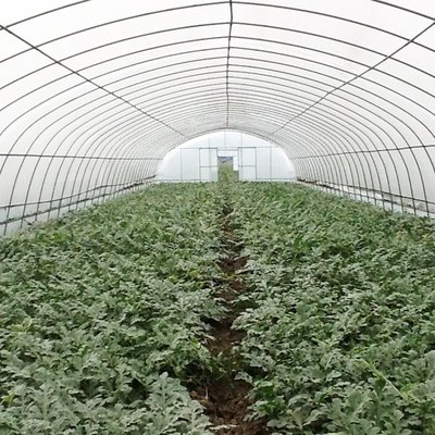 花のトンネルのプラスチック温室の野菜栽培の単一のスパンの温室