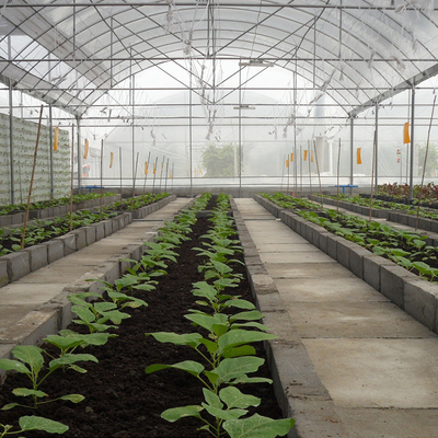 ゴシック様式様式のMultispanのトマトの成長のための高いトンネルのプラスチック フィルムの多スパンの温室