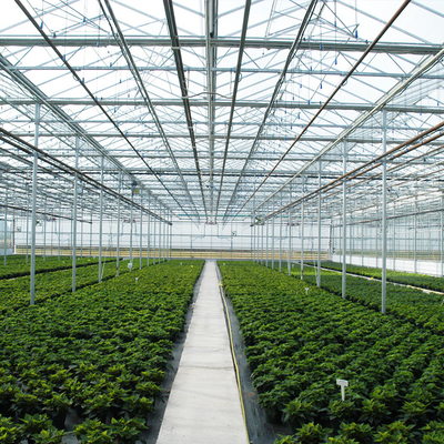 トマトのいちごのための自動化された植物の水耕栽培のガラス壁の温室