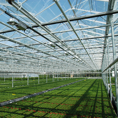 冷却のパッドが付いている多スパンのフェンローのガラス温室を育てる農業の植物