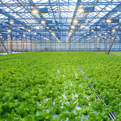 冷却のパッドが付いている多スパンのフェンローのガラス温室を育てる農業の植物