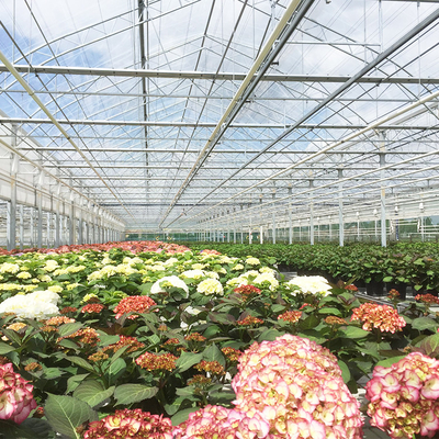 野菜水耕栽培フェンローはトマトの成長のためのガラス温室Multispanを和らげた