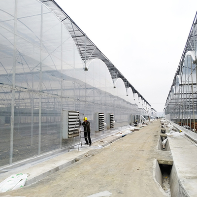 システム トマトの冷却装置を影で覆うトンネルが付いている商業多スパンの温室