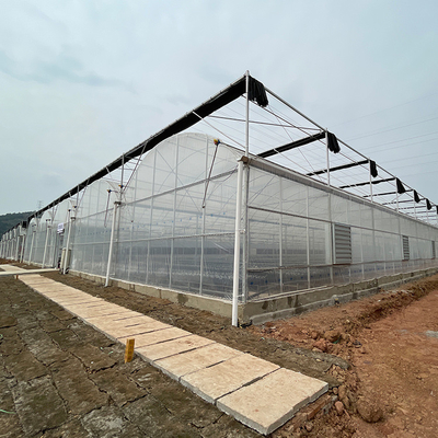 水耕栽培システムが付いている電流を通された鋼管のアーチの屋根のタイプ プラスチック フィルムの温室