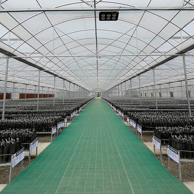 8mの多スパンの温室を育てる農業の高いトンネルの溝の空気の循環のトンネル