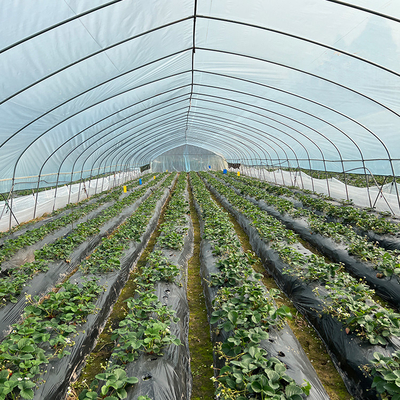 農業の植物の成長のための単一のスパンのプラスチック フィルムのトンネルの温室