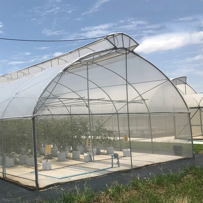 上の出口の自動多トンネルの傘のトマトの植わることのための単一のスパンの温室