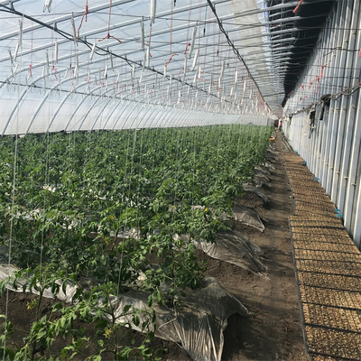 暖房装置が付いている農業のトマトの受動の太陽温室
