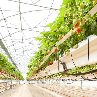 多スパンの精神管の農業のためのプラスチック トマトの温室の運命