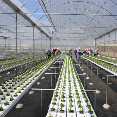 円形のトンネル プラスチック シートの花の植わることのためのHydroponic多スパンの温室