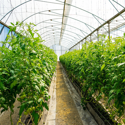 ポリエチレン フィルムの単一のスパンのトンネルのプラスチック温室を耕作する育つ農業の植物