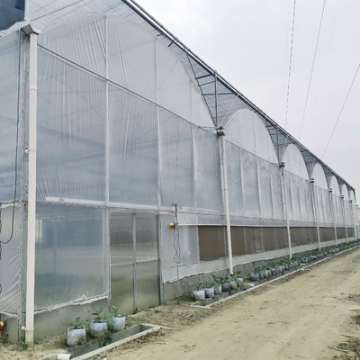 フィルムのアーチのトンネルのMultispanの大きい商業多タイプ トマトの水耕栽培の温室