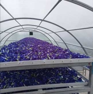 耐久性のあるUV保護魚草太陽乾燥温室 植物と食品の乾燥のために安定した構造