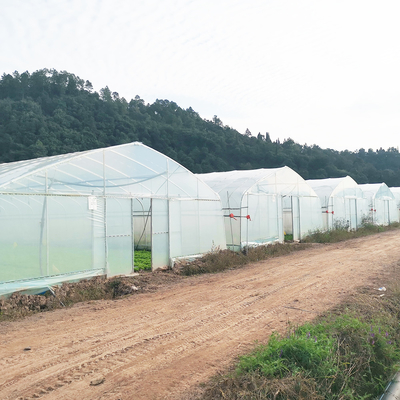マレーシア トマト花温室 農業用
