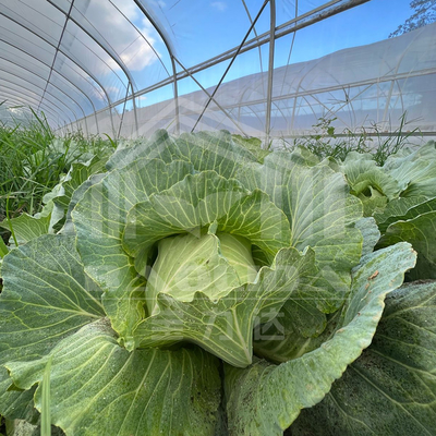 農業 植物の栽培 トンネル温室 オンライン販売 20m トンネル 単段温室