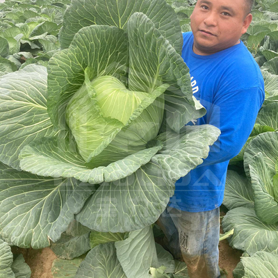 6x15m トンネル温室 花や野菜の栽培プロジェクト
