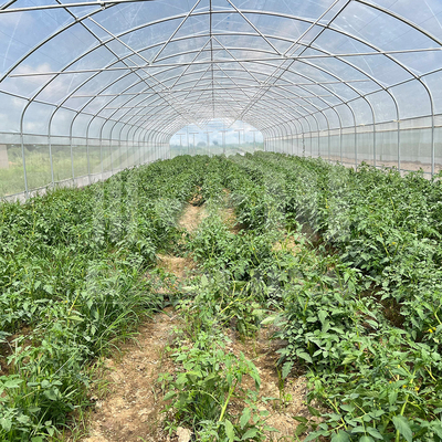 6x15m トンネル温室 花や野菜の栽培プロジェクト