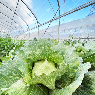 耐生鋼筋トンネル温室 年間農業用