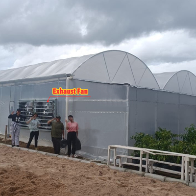 花や野菜を栽培する温室 クエンセット小屋 温室 栽培家 溝付き 大型温室 屋根換気設備