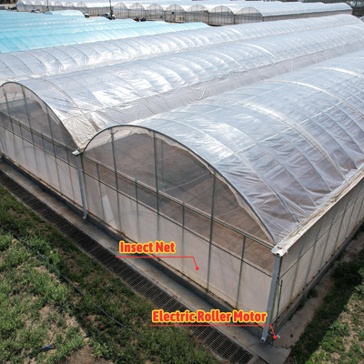 Baolida カスタム 自動システム 温室 熱帯水栽培システム 多スパン 種植温室