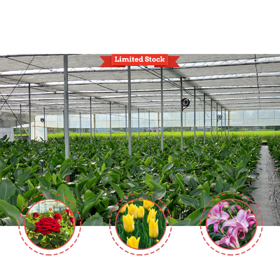 野菜栽培ソリューション 8-60m サイズ調整可能 ローリングベンチと灌輸システムを持つ農業トンネル温室