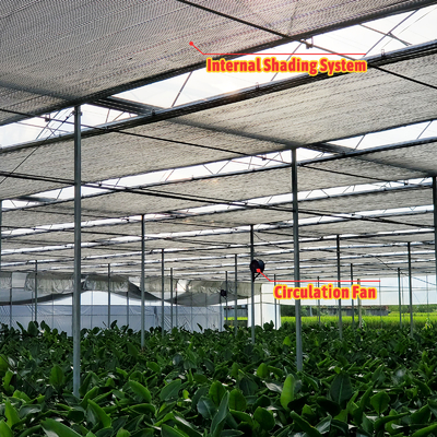 野菜栽培ソリューション 8-60m サイズ調整可能 ローリングベンチと灌輸システムを持つ農業トンネル温室