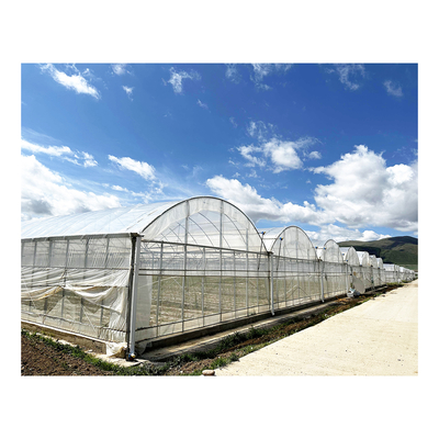 BAOLIDA 24x40m シングルスパン温室、150ミクロンPEフィルム付き