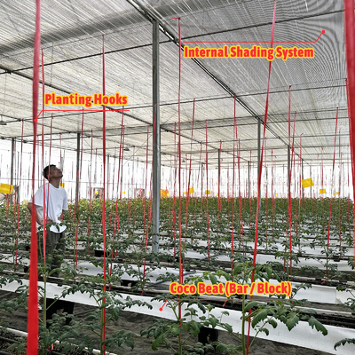 鋼鉄フレーム温室 6m-12m スパン 150/200マイクロンのPEフィルム