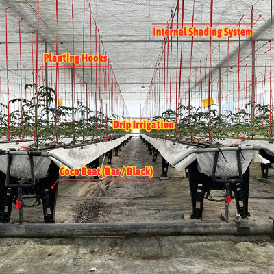 鋼鉄フレーム温室 6m-12m スパン 150/200マイクロンのPEフィルム