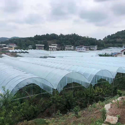 Large Size Multi-Span Greenhouse with PE Material for Grape and Cherry Cultivation
