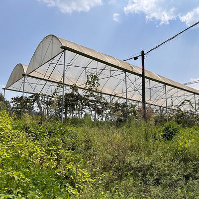 Large Size Rain Shelter Greenhouse with PE Film Covering and Hot Galvanized Steel Frame for Plants Cultivation