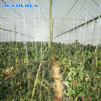 トマトの植わることのための農業の商業産業プラスチック多スパンの温室