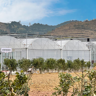 上/側面の換気を用いるMultispanの温室の冷却装置を育てる農業の植物