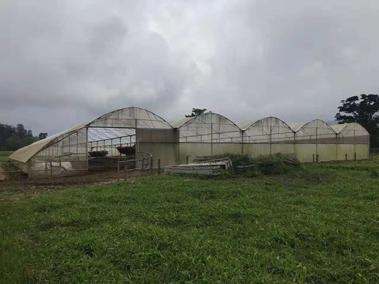 養鶏場は雨が降ることから保護するのに農業のプラスチック暖かい温室を使用した