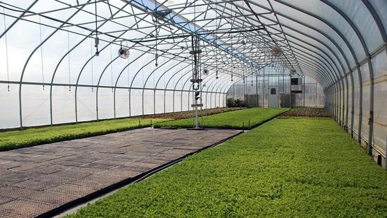 農業 キノコ管理 温室 野菜 果物 単段温室