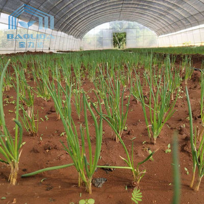 農業の単一のスパンのトンネルのいちごのPEの温室のトンネルのプラスチック温室