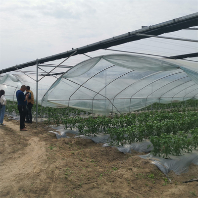 高い収穫のプラスチック フィルムの農業の温室によって育てられるいちごによっては避難所が雨が降る