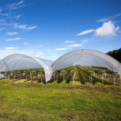 高い収穫のプラスチック フィルムの農業の温室によって育てられるいちごによっては避難所が雨が降る
