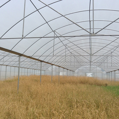 プラスチック フィルムの温室のプラム成長のための多スパン雨避難所の温室
