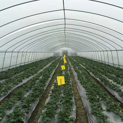 プラスチック フィルムの低いトンネルの温室フレームの単一のスパンのトマトのきゅうりのレタス