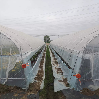 電流を通された鋼管の単一のスパンの側面の換気のプラスチック フィルムのトマトの温室