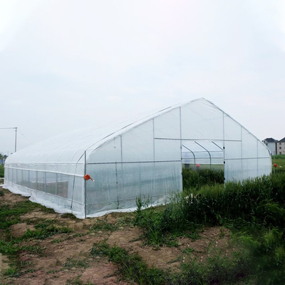 農業の単一のスパンのトンネルのいちごのPEの温室のトンネルのプラスチック温室