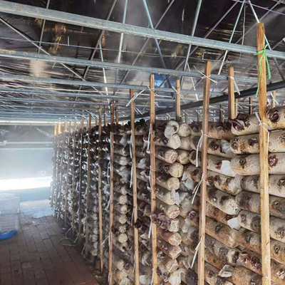 農業の中国の有機性きのこ管理温室の単一スパンの温室