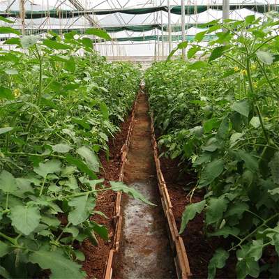 側面の換気装置の農業のトマトのプラスチック トンネルの温室の単一のスパン