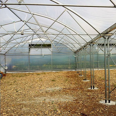 電流を通された鉄骨フレームの多スパンの農業の温室によっては野菜栽培が開花する